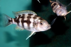 Petrotilapia-sp.-chitimba-03