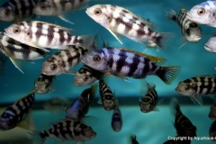 Petrotilapia-sp.-chitimba-04
