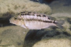 Petrotilapia-sp.-‚fuscous‘-maleri-03