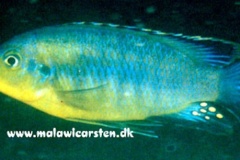 Petrotilapia-sp.-mumbo-yellow-1