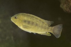 Petrotilapia-microgalana-chitande-02