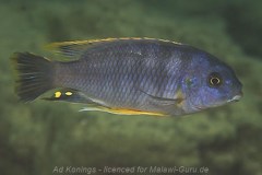 Petrotilapia-microgalana-mbowe-01