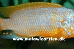 Petrotilapia-sp.-Ruarwe-Ruarwe-1-gross