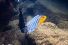 Petrotilapia sp. 'yellow chin'