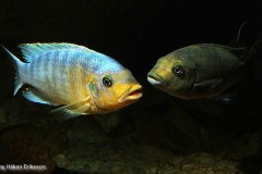 05-Petrotilapia-sp.-yellow-chin