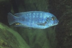 Petrotilapia tridentiger