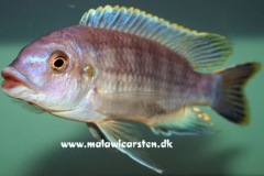 Petrotilapia-tridentiger-Metangula-Mozambique