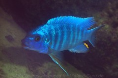 Petrotilapia-tridentiger-pombo-01