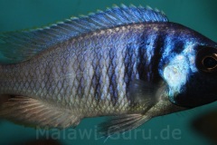 Placidochromis electra 'black face'