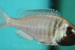 Placidochromis-electra-black-face-WF-Bild-2