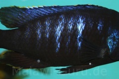 Placidochromis-electra-black-face-WF-Bild-3