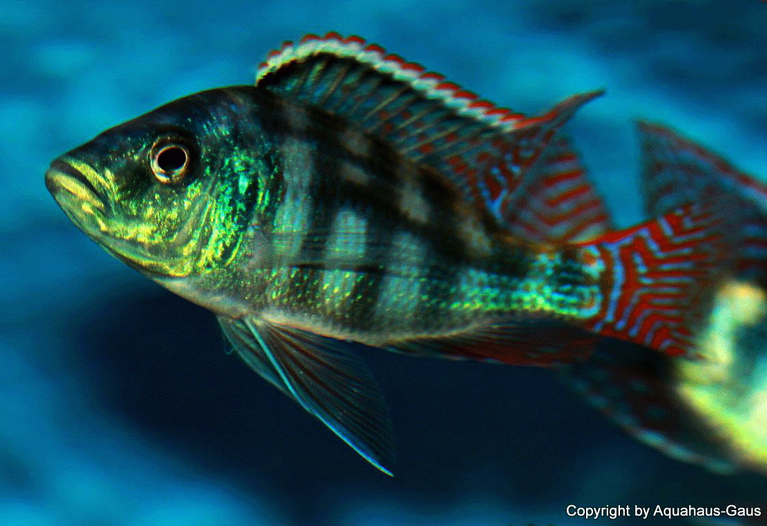 Placidochromis-johnstoni-2