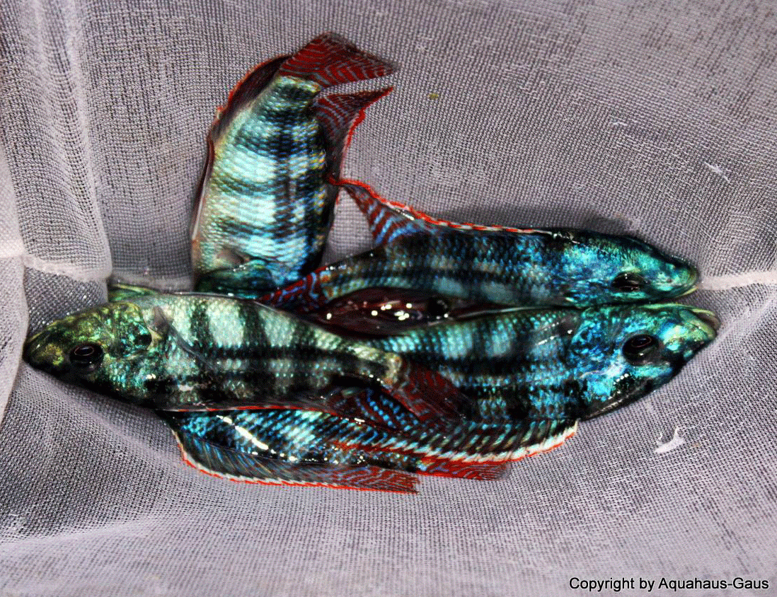 Placidochromis-johnstoni-4