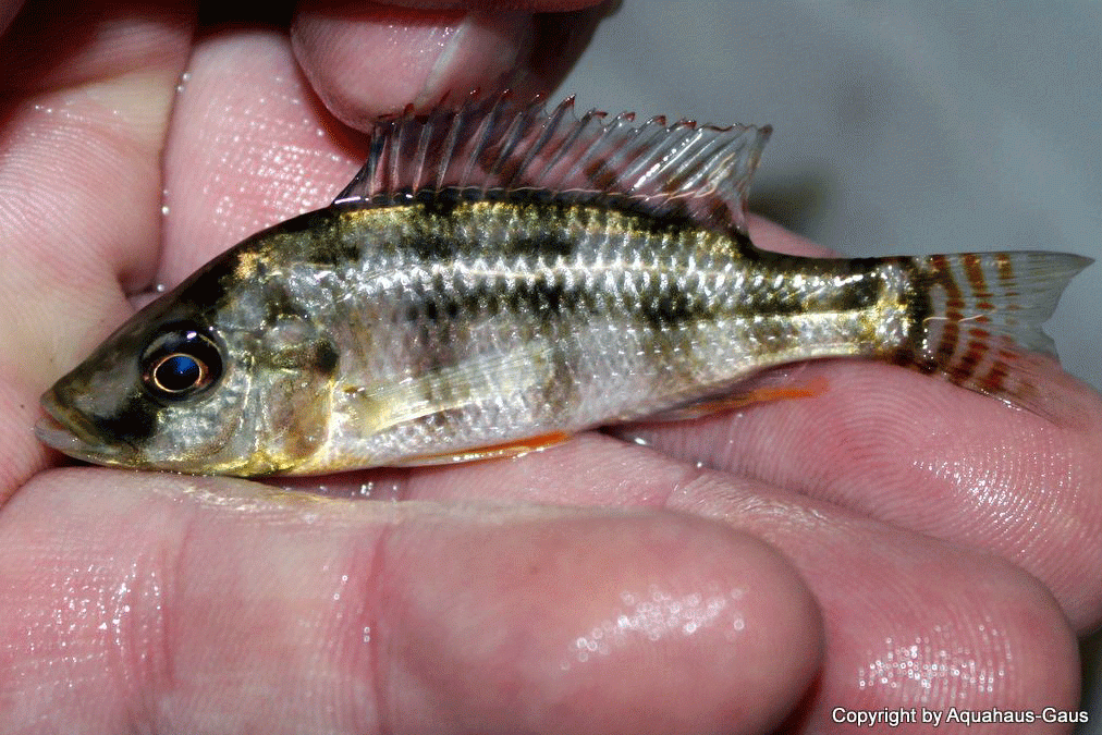 Placidochromis-johnstoni-6