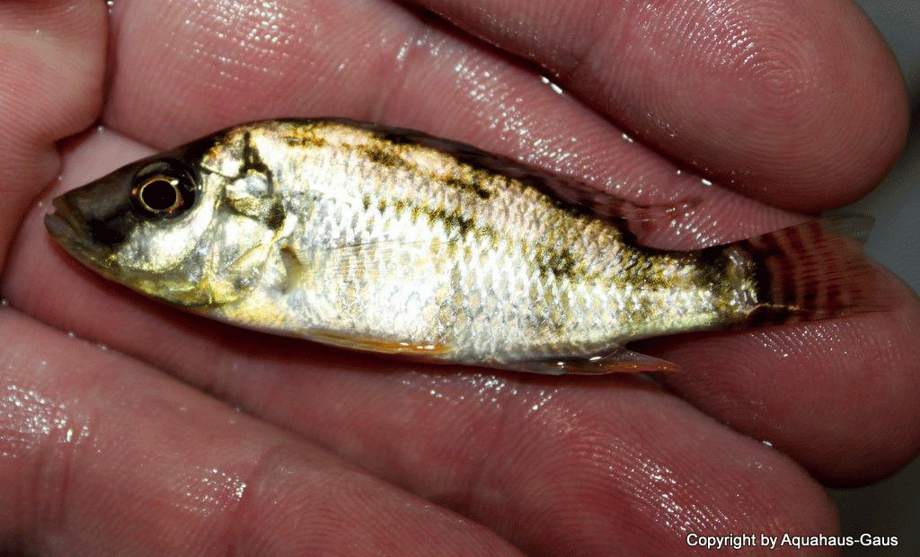 Placidochromis-johnstoni-7