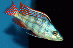 Placidochromis johnstoni