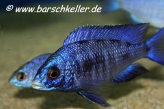 2-Placidochromis-phenochilus-mdoka-WFNZ