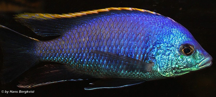Placidochromis-sp.-blue-otter-2