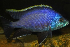 Placidochromis-sp.-blue-otter-1