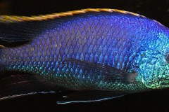 Placidochromis-sp.-blue-otter-2