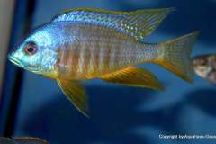 Placidochromis-sp.-electra-black-fin-Makonde-yellow-1