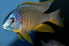 Placidochromis-sp.-electra-black-fin-Makonde-yellow-2