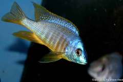 Placidochromis-sp.-electra-black-fin-Makonde-yellow-4