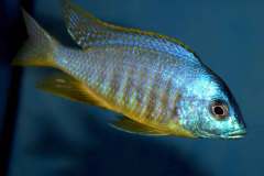Placidochromis-sp.-electra-black-fin-Makonde-yellow-5