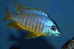 Placidochromis-sp.-electra-black-fin-Makonde-yellow-6