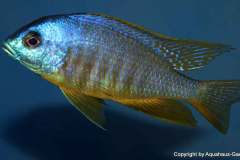 Placidochromis-sp.-electra-black-fin-Makonde-yellow-7