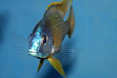 Placidochromis-sp.-electra-black-fin-Makonde-yellow-8