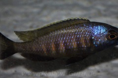 Placidochromis sp. 'electra superior' Mandalawi Reef