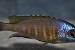 Placidochromis-sp.-electra-superior-Mandalawi-1