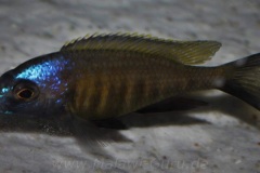 Placidochromis-sp.-electra-superior-Mandalawi-2