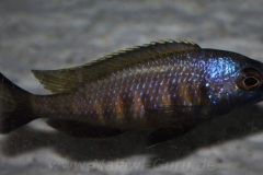 Placidochromis-sp.-electra-superior-Mandalawi-3