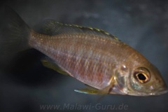 Placidochromis-sp.-electra-superior-Mandalawi-4