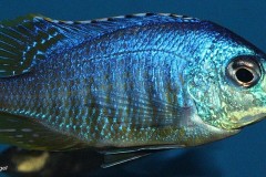 Placidochromis-sp.-Jalo-Reef-7