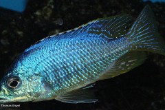 Placidochromis-sp.-Jalo-Reef-8