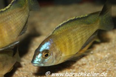 Placidochromis sp. 'mbamba'