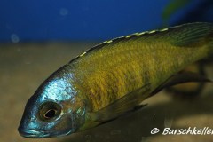 Placidochromis-sp.-mbamba-2