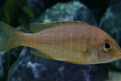 placidochromis-mbamba-bay-02-w