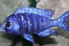 001-Placidochromis-phenochilus-lupingu-Maennchen