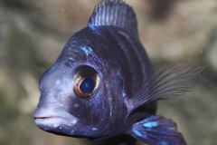 0012-Placidochromis-lupingu-Maennchen