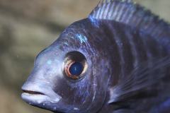 0013-Placidochromis-lupingu-Maennchen