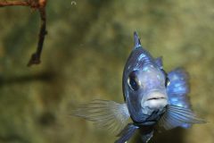 002-Placidochromis-lupingu-Maennchen