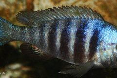 Picture-of-Placidochromis-phenochilus-lupingu-female-by-Malawi-Guru.de_