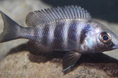 Placidochromis-phenochilus-tansania-Weibchen-A5