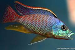 Eclectochromis-ornatus-Maleri-2-1