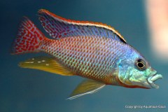 Eclectochromis-ornatus-Maleri-2
