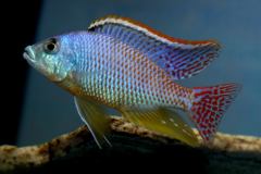 Eclectochromis-ornatus-Maleri-4